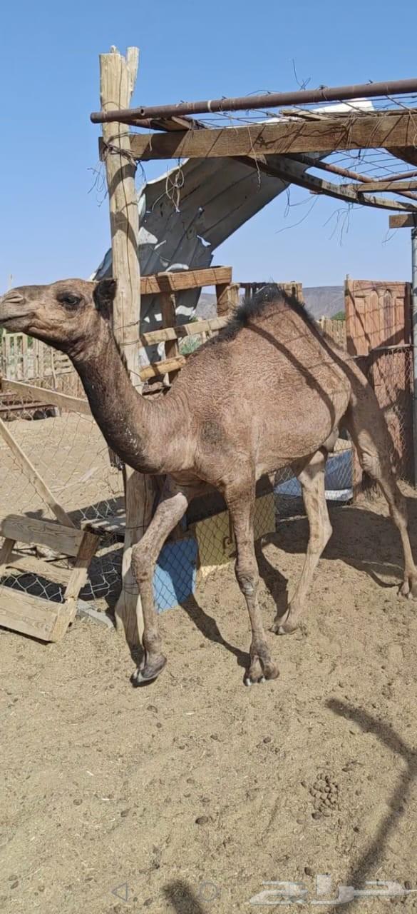 Non-refundable filling, okay64463819779203110