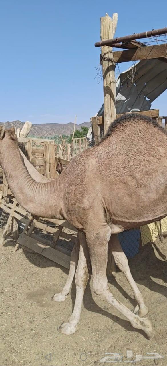 Non-refundable filling, okay64463819779203114