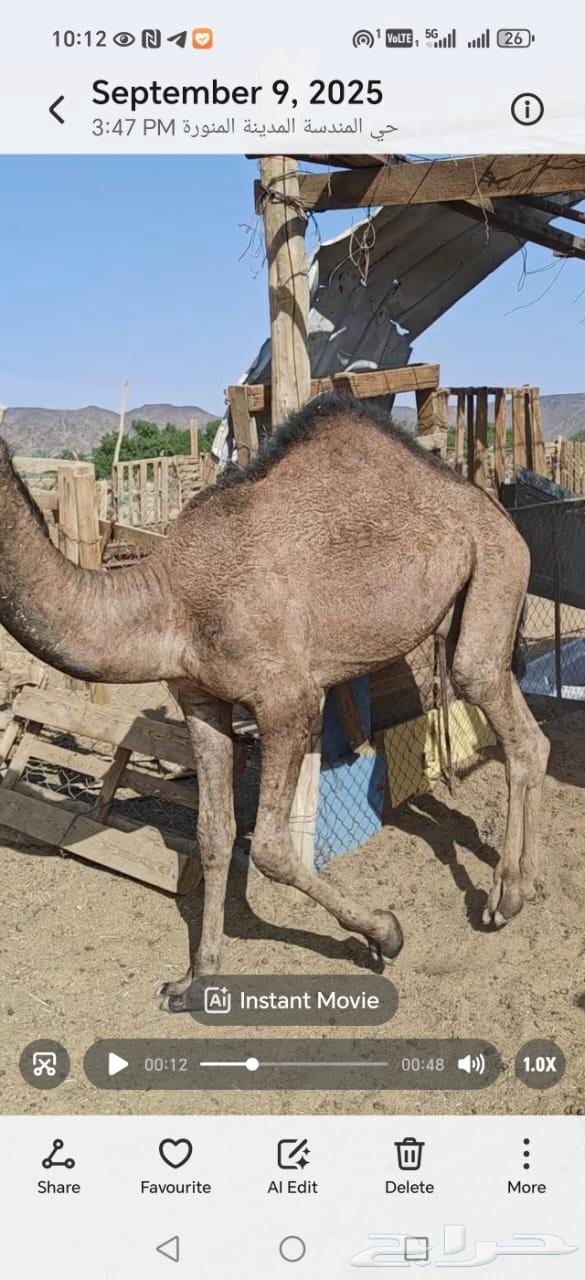 Non-refundable filling, okay64463819779203111