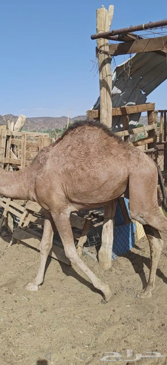 Non-refundable filling, okay64463819779203112