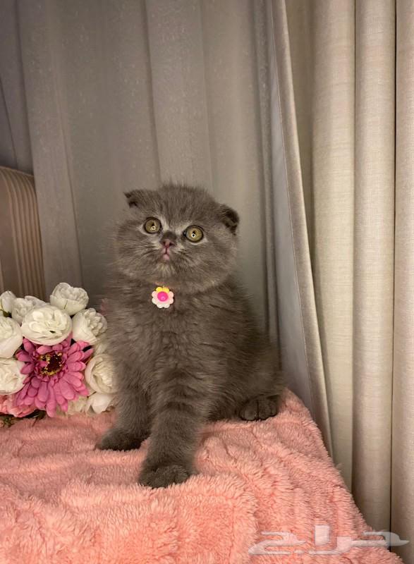 قطط سكوتش للبيع64461431064963112