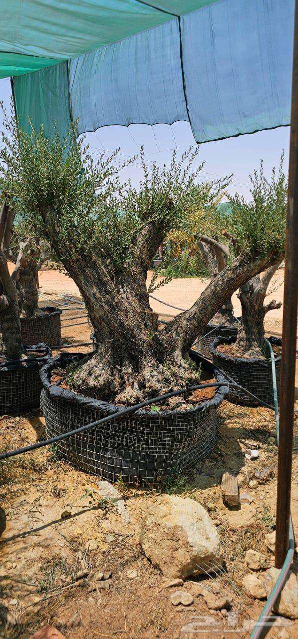 للبيع اشجار زيتون معمر الرياض64462103855361112