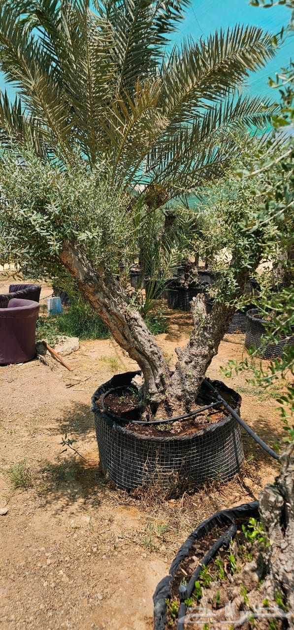 للبيع اشجار زيتون معمر الرياض64462103855361113