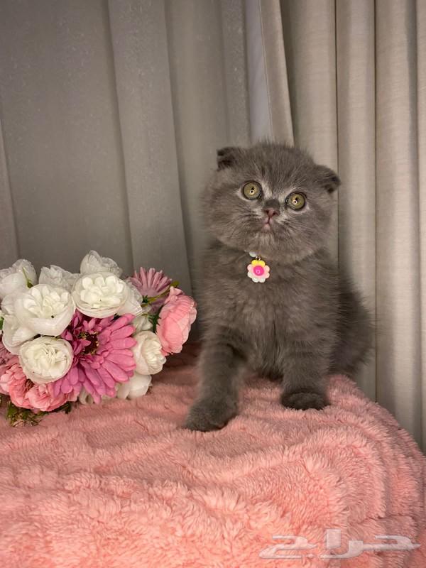 قطط سكوتش للبيع64461431064963113