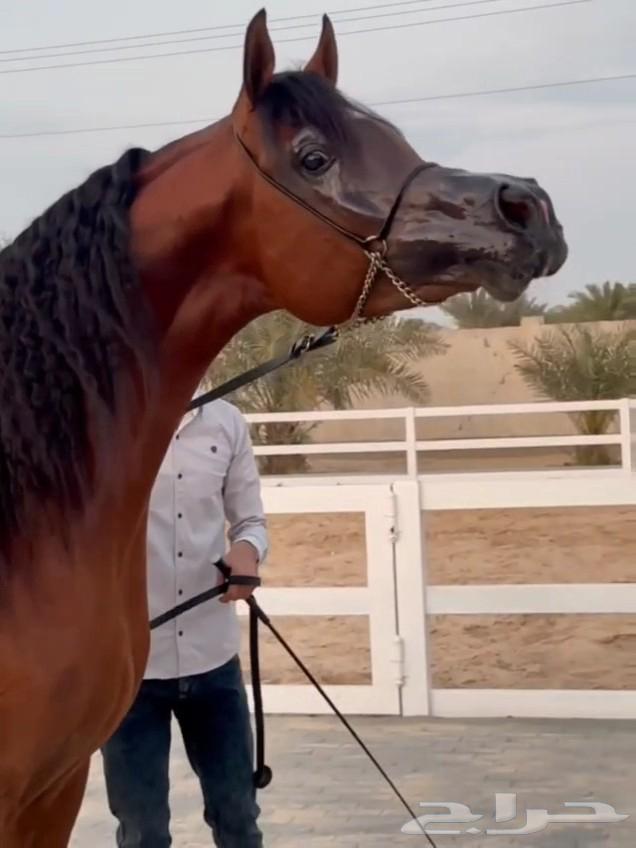 للبيع فرس دماء جمال و معسوفه ولقاح من بطل64463101831041112