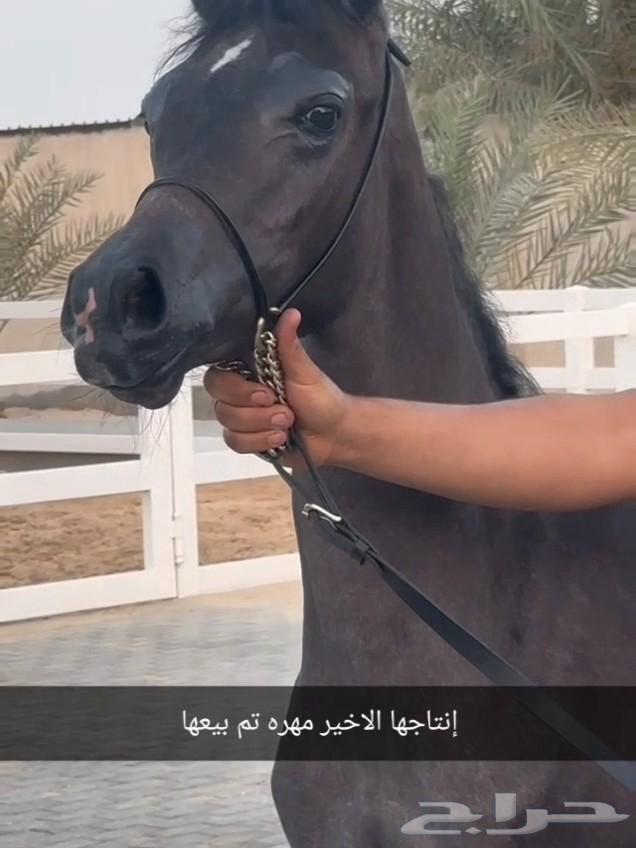 للبيع فرس دماء جمال و معسوفه ولقاح من بطل64463101831041111