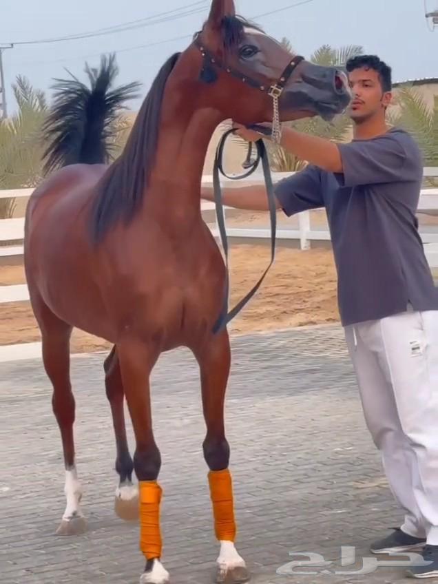 للبيع فرس دماء جمال و معسوفه ولقاح من بطل64463101831041110