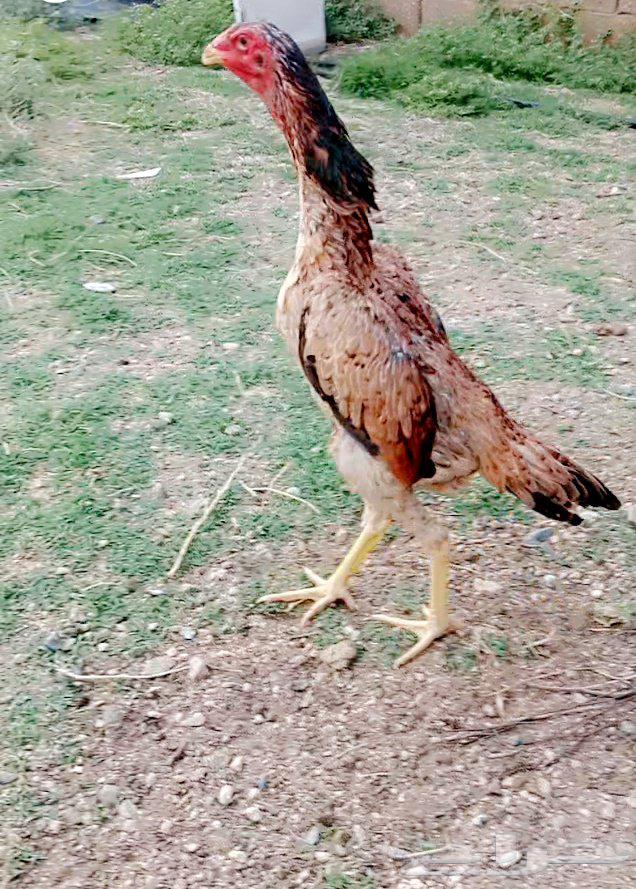 Hello, I'm offering a Japanese Shamo chicken, approximately 7 months old, healthy64462665171202110