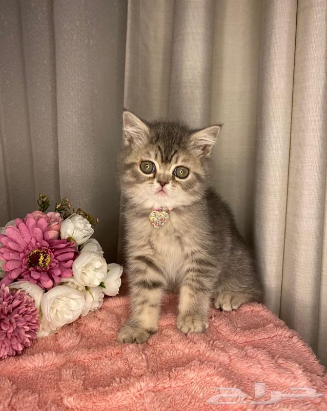 قطط سكوتش للبيع64461431064963114