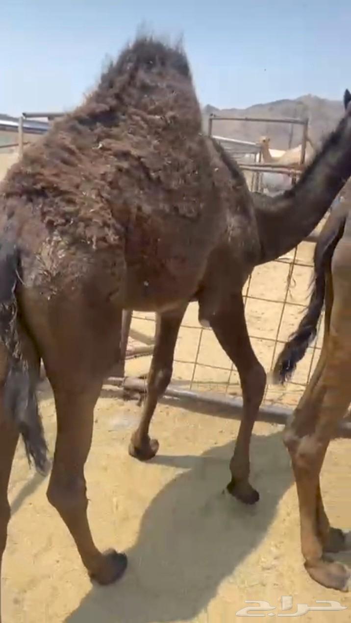 بكرة فل الفل للبيع موقع نجران64459529251457113