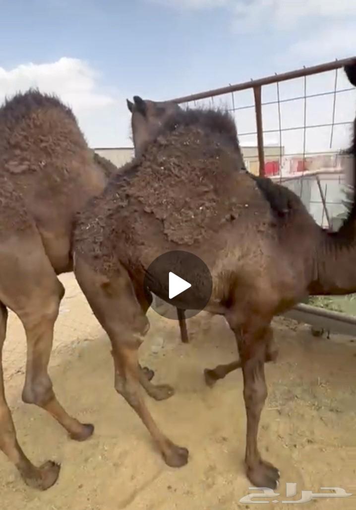 بكرة فل الفل للبيع موقع نجران64459529251457114