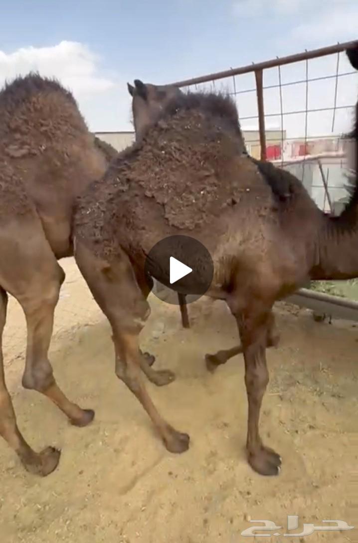 بكرة فل الفل للبيع موقع نجران64459529251457110