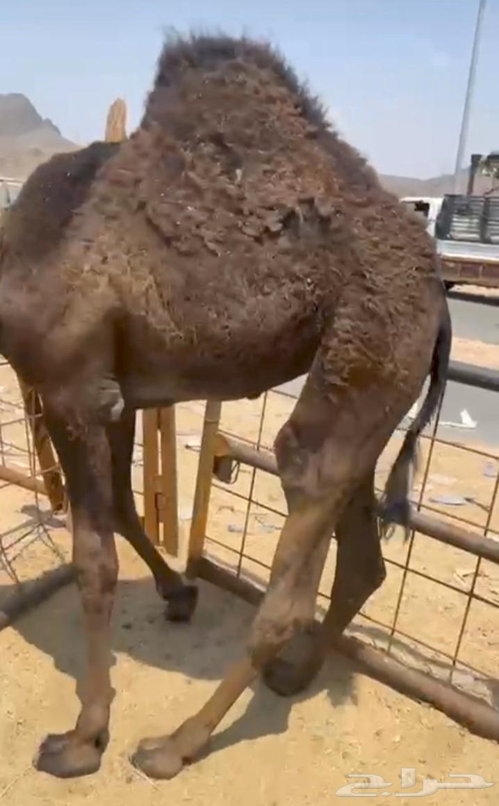 بكرة فل الفل للبيع موقع نجران64459529251457111