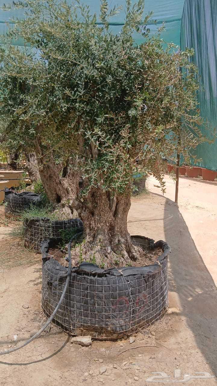 للبيع اشجار زيتون معمر الرياض64462103855361114