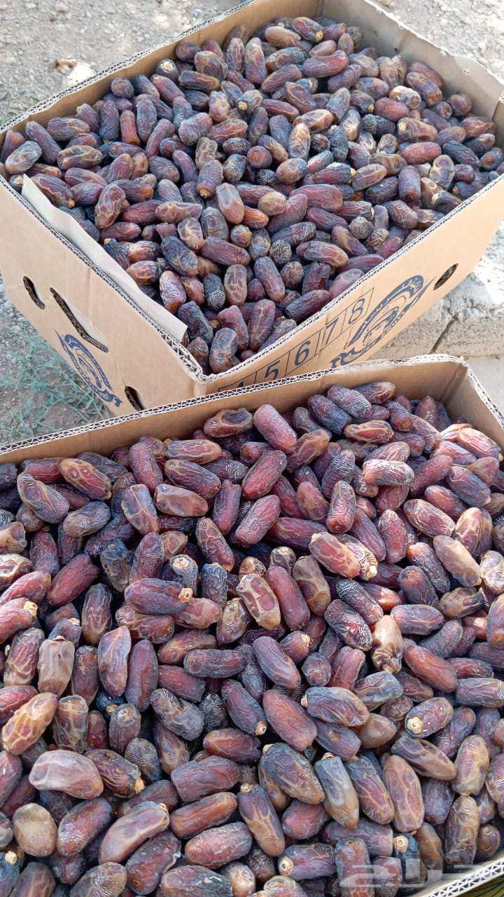 تمر دخيني للبيع64458796023041110