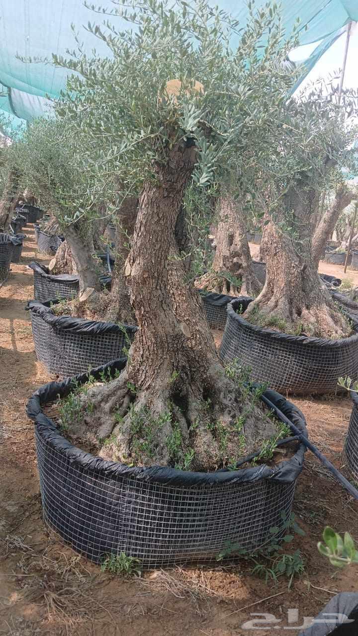 للبيع اشجار زيتون معمر الرياض64462103855361110