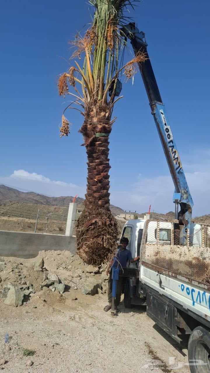 Palm trees for sale in all types and sizes, delivery and planting in Jeddah, Mecca64462239567489113
