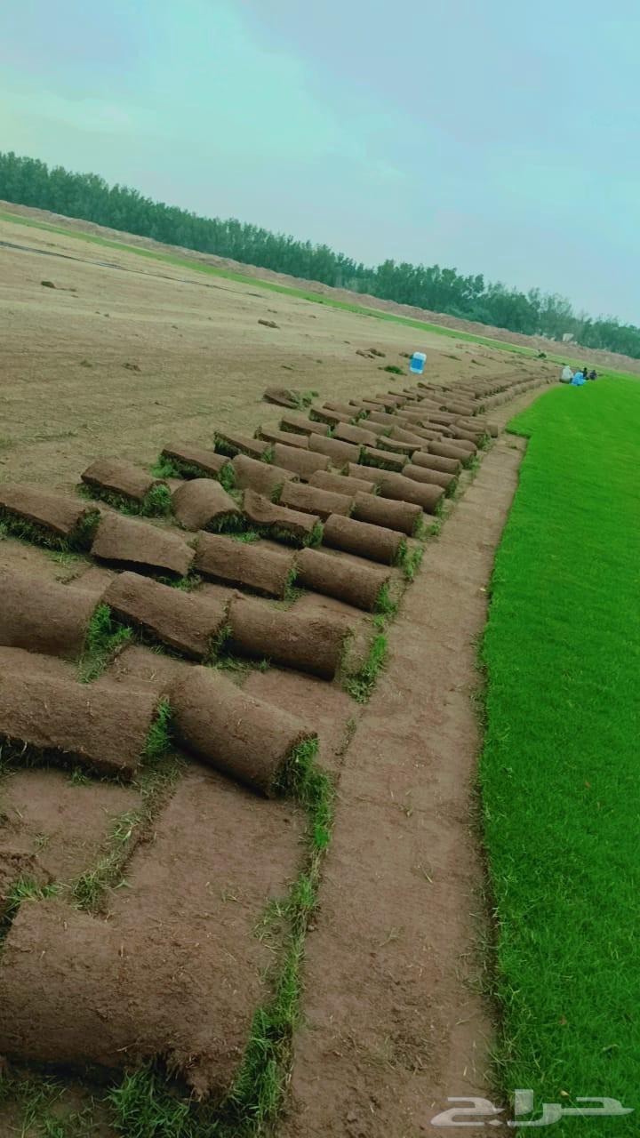 للتوصيل نجيله خضراء64458525429506114