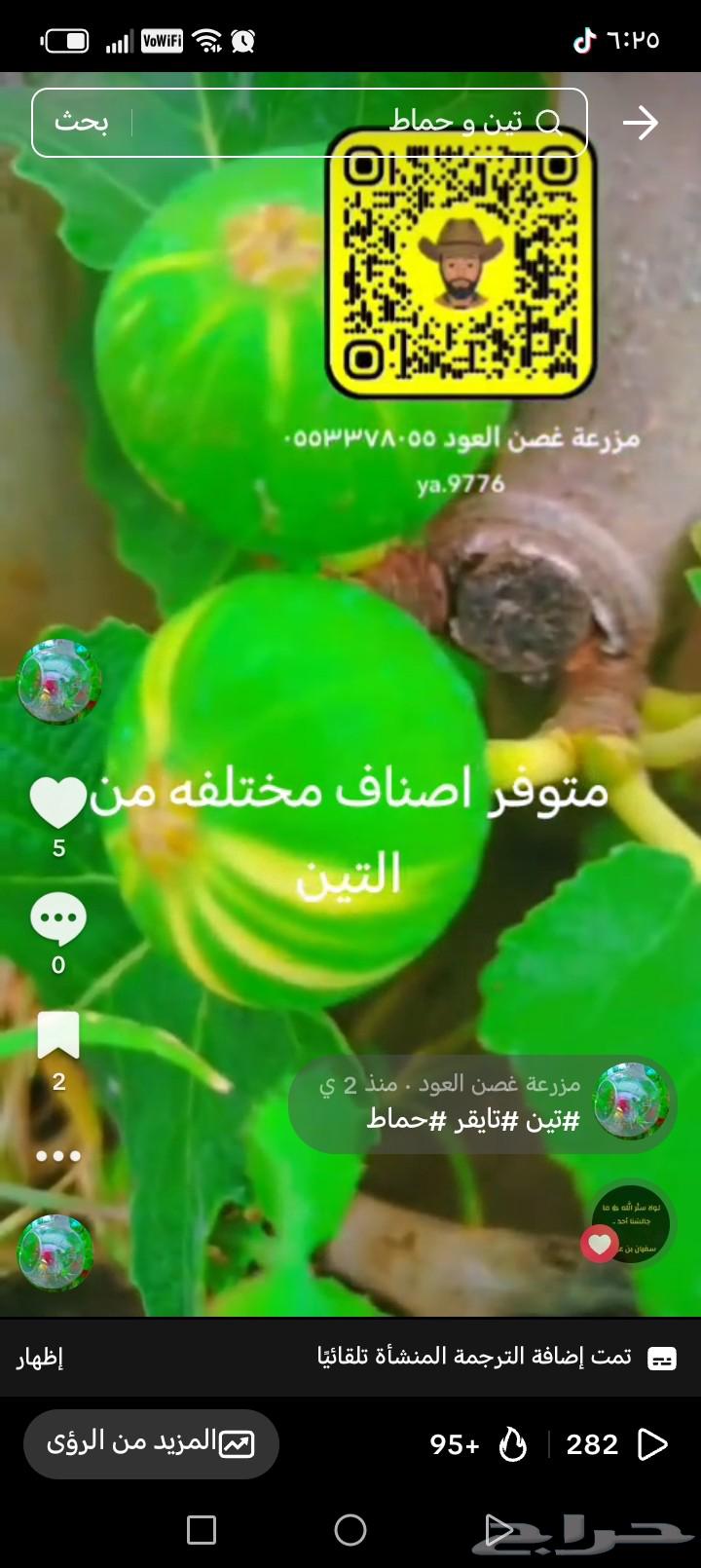 Fig seedlings Tiger various other classifications64462049025537110