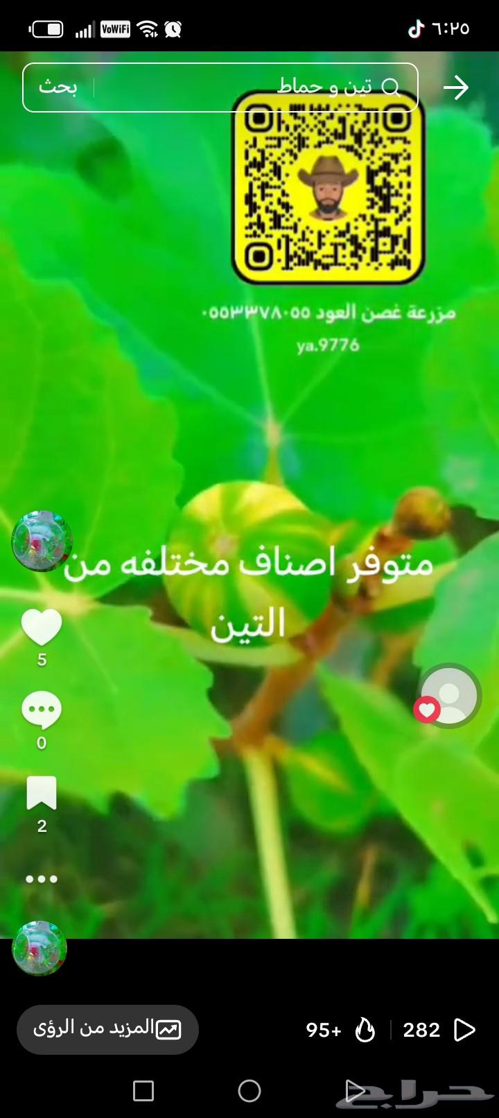 Fig seedlings Tiger various other classifications64462049025537111