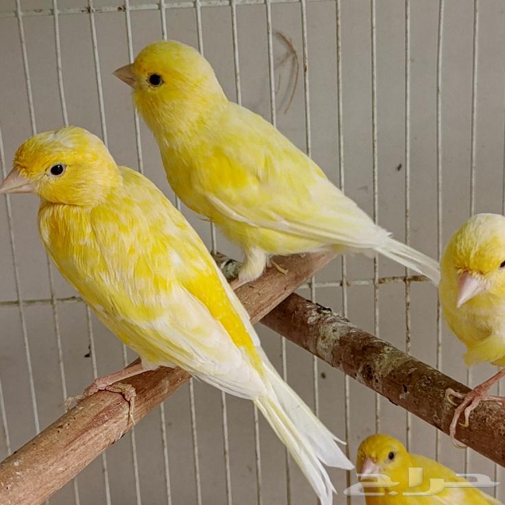 Syrian canaries for sale, 9 pieces, three males and the rest females64457268852611110
