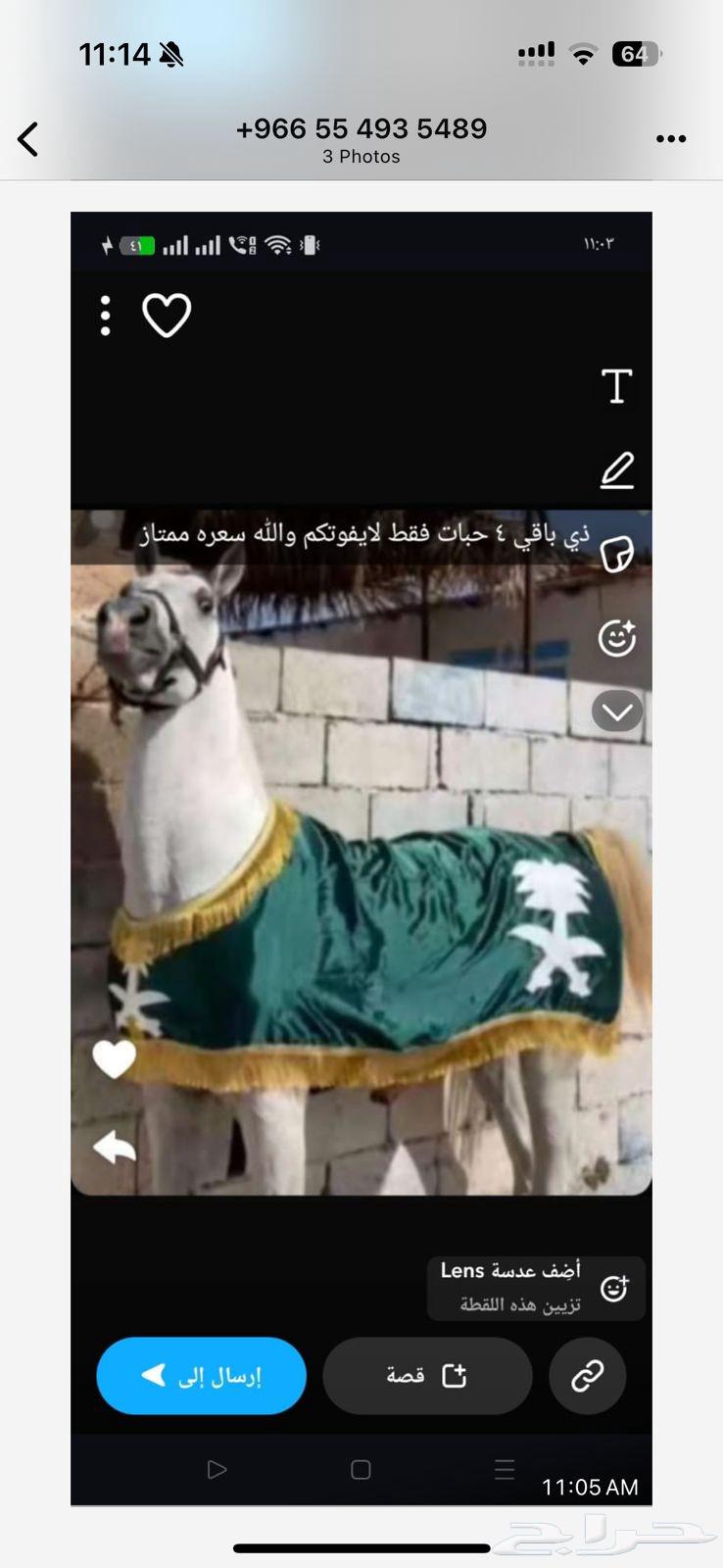 We offer horse, pony, and camel rentals for parties, National Day celebrations, and other events64463723828995110