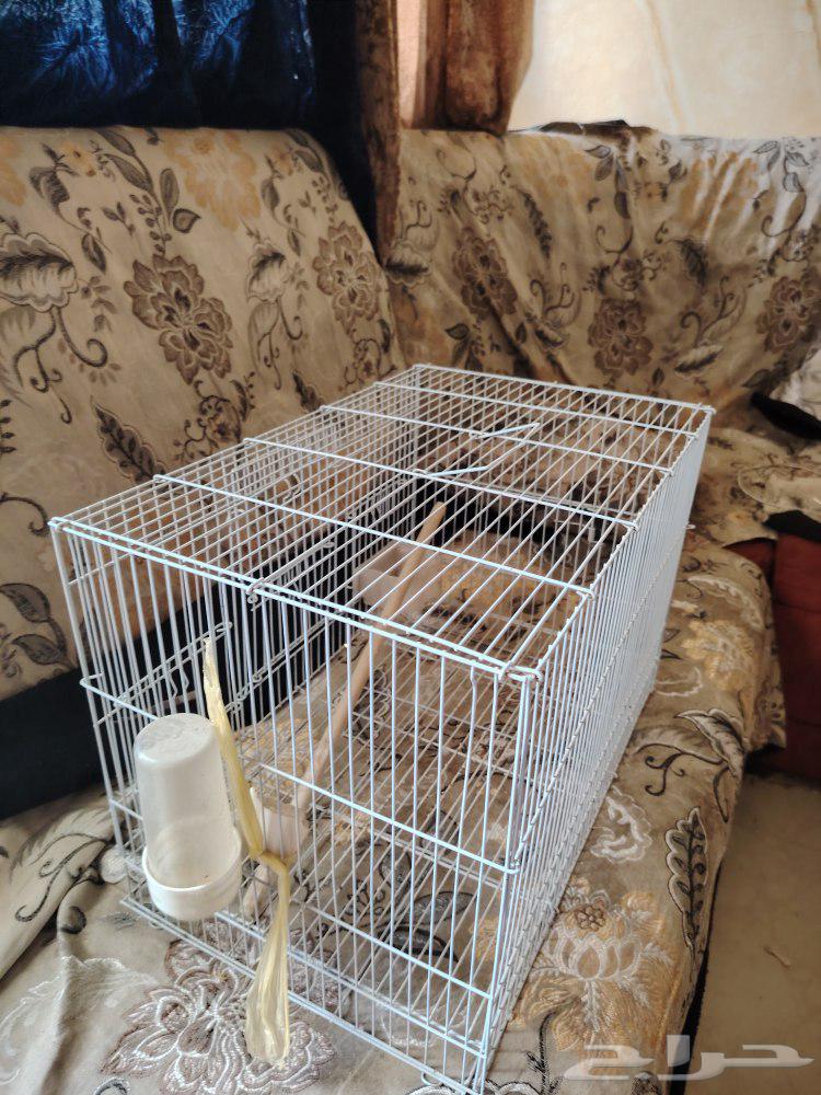 فقص عصافير كبير للبيع64458796031235111