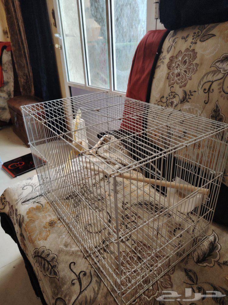 فقص عصافير كبير للبيع64458796031235112