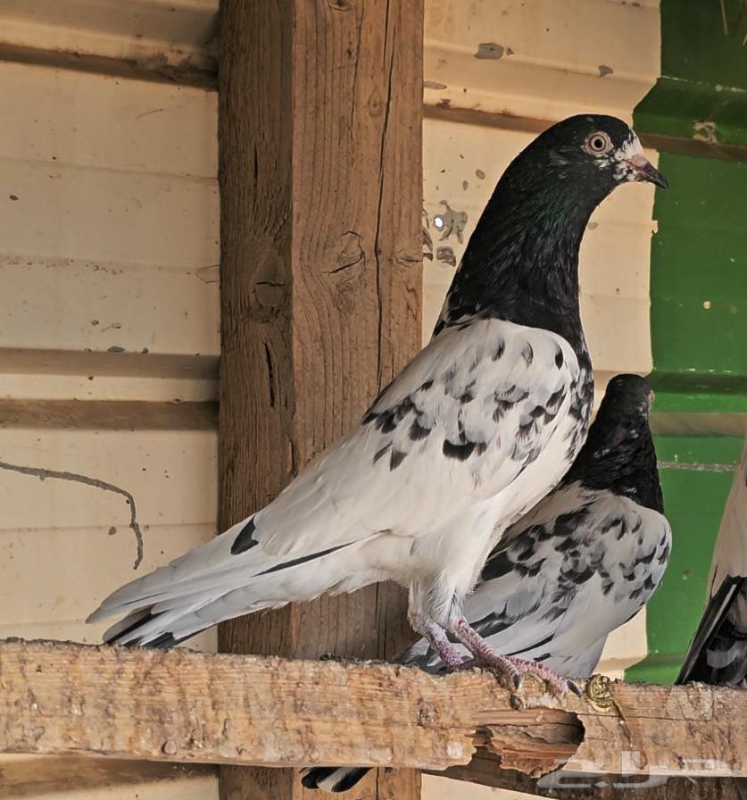 هندي باكستاني تيدي TOP64463944780801111