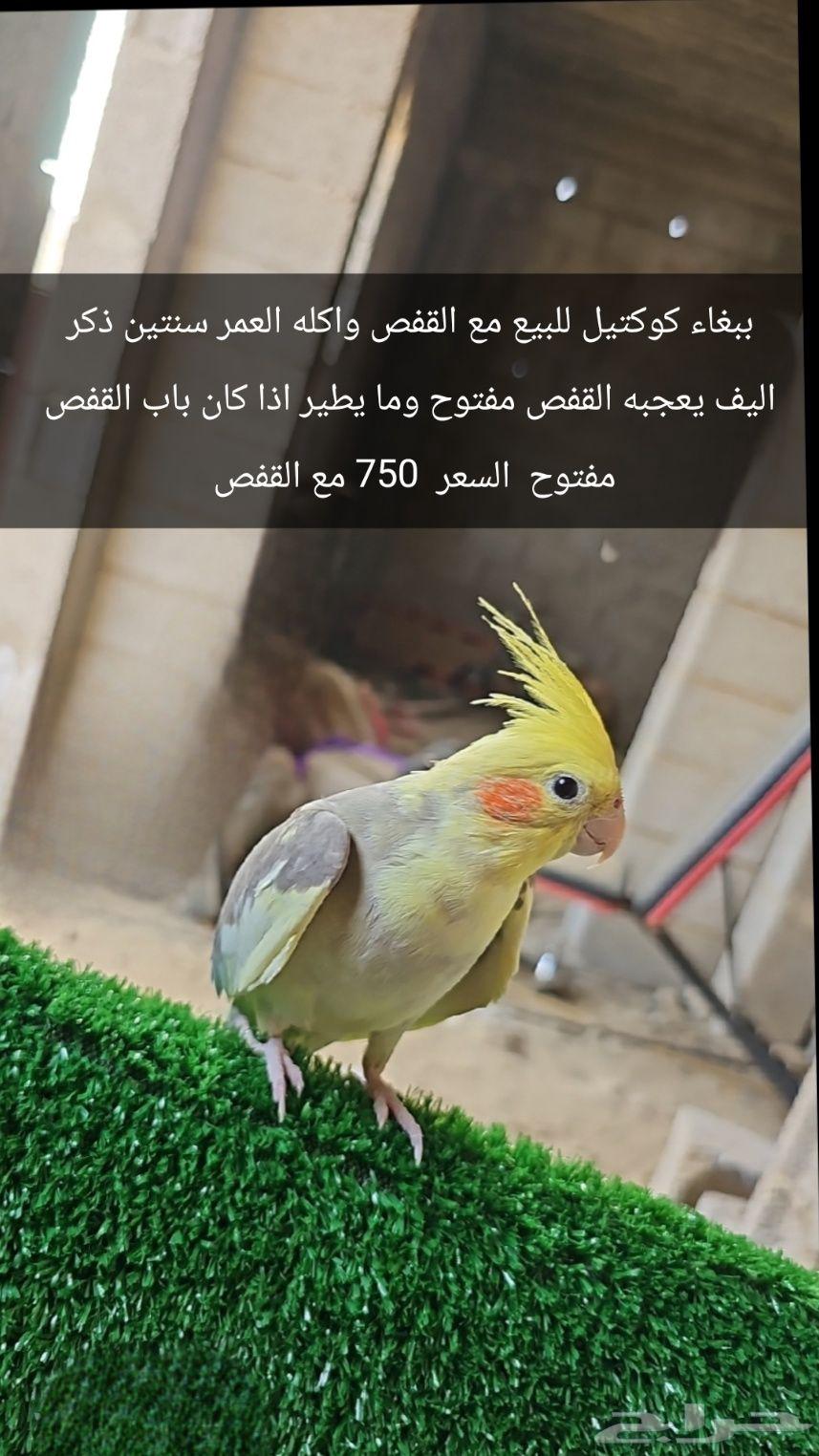 ببغاء كوكتيل للبيع مع القفص واكله العمر سنتين ذكر اليف يعجبه64457624244225110