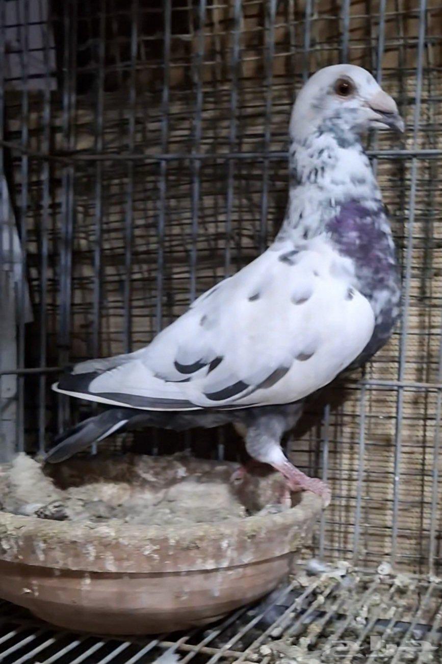 للبيع جوز كشميري64462198844931111