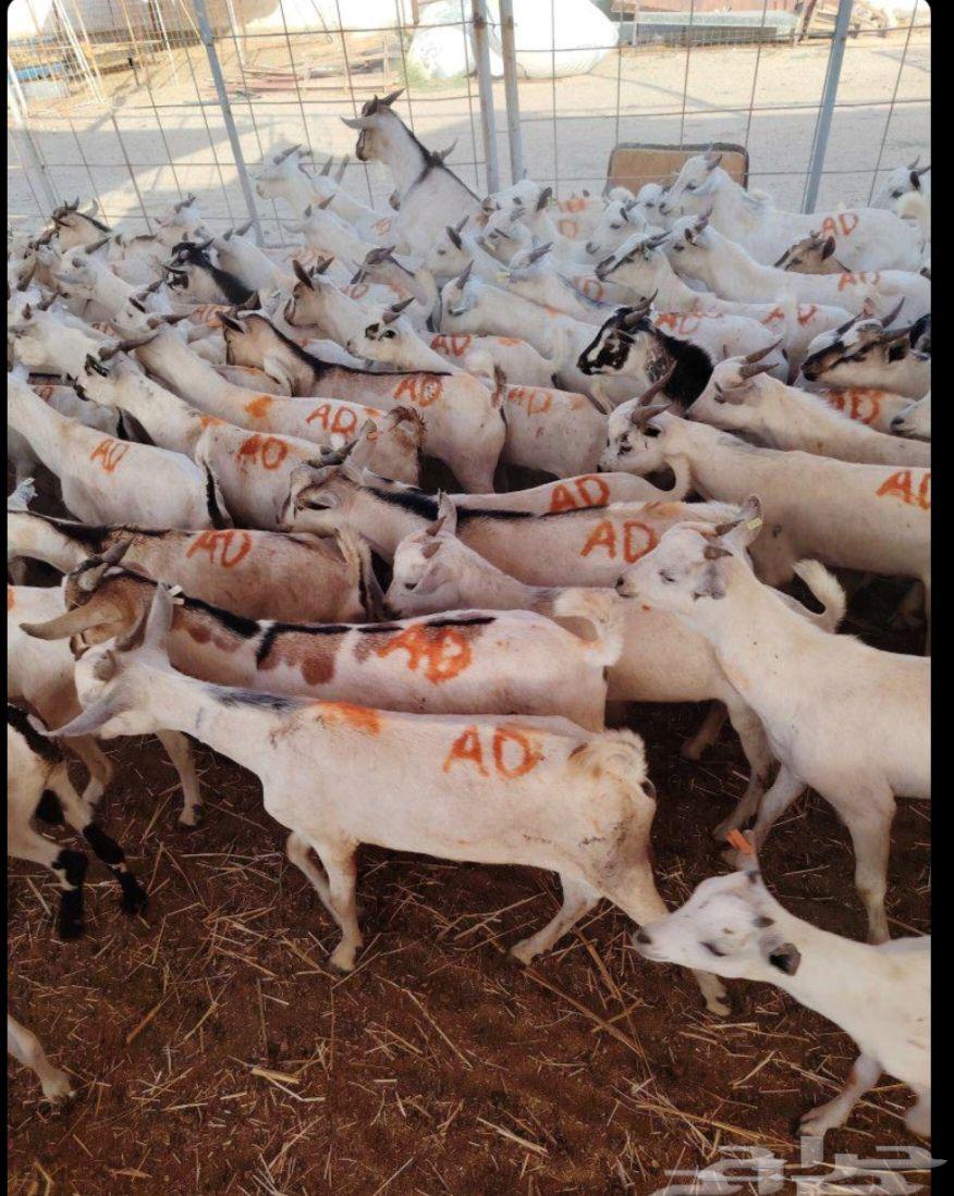 طليان بربري وتيوس جذعان السعر 50064457991722883114