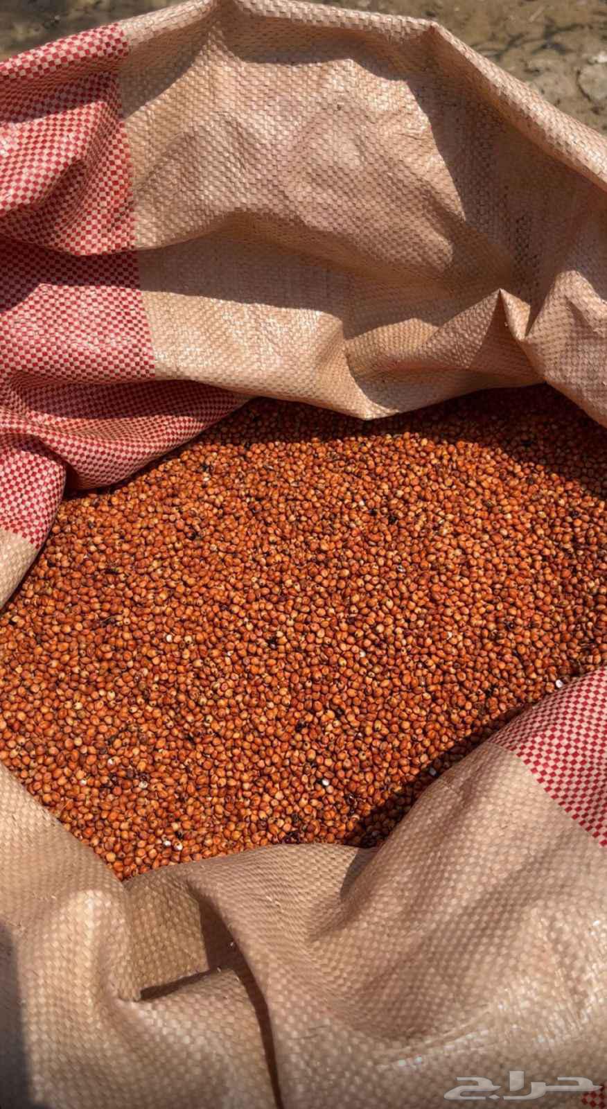 حب حمري (احمر)64458900720899110