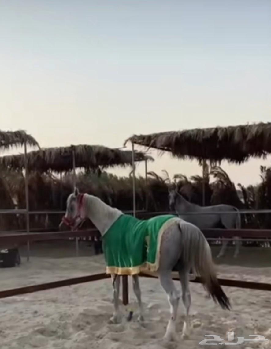 We offer horse, pony, and camel rentals for parties, National Day celebrations, and other events64463723828995111