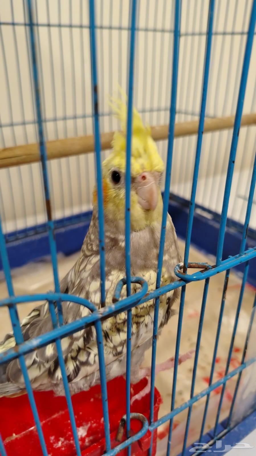 للبيع كروان أليف64461471892737110