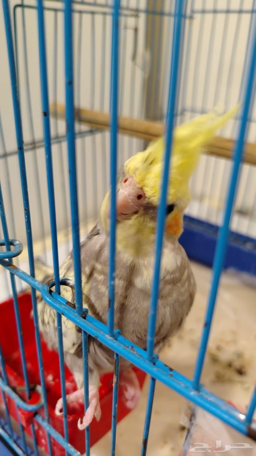 للبيع كروان أليف64461471892737111