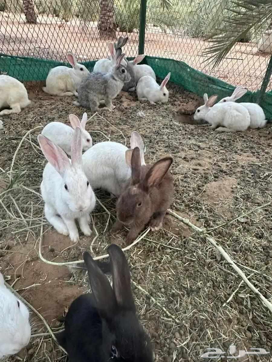 أرانب فرنسيه64459349692417111