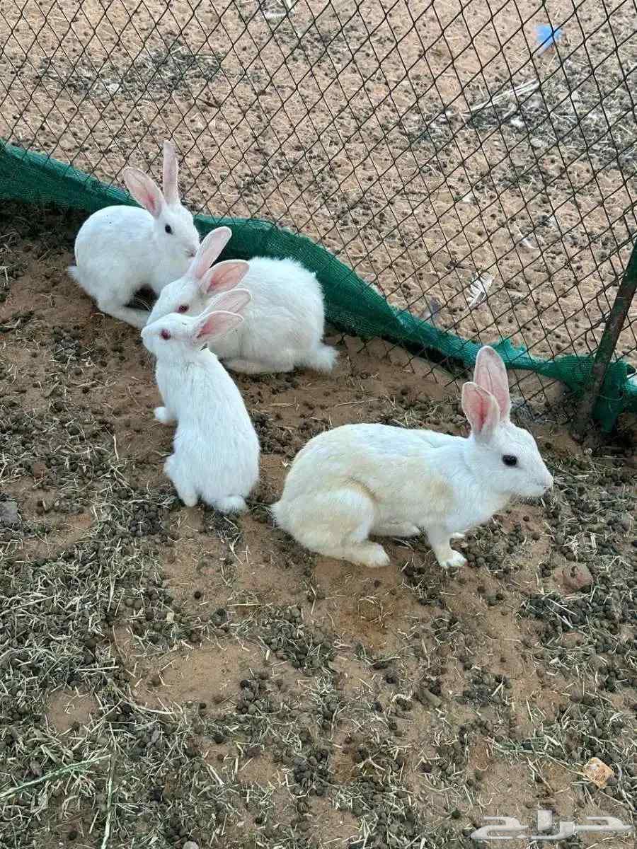 أرانب فرنسيه64459349692417110