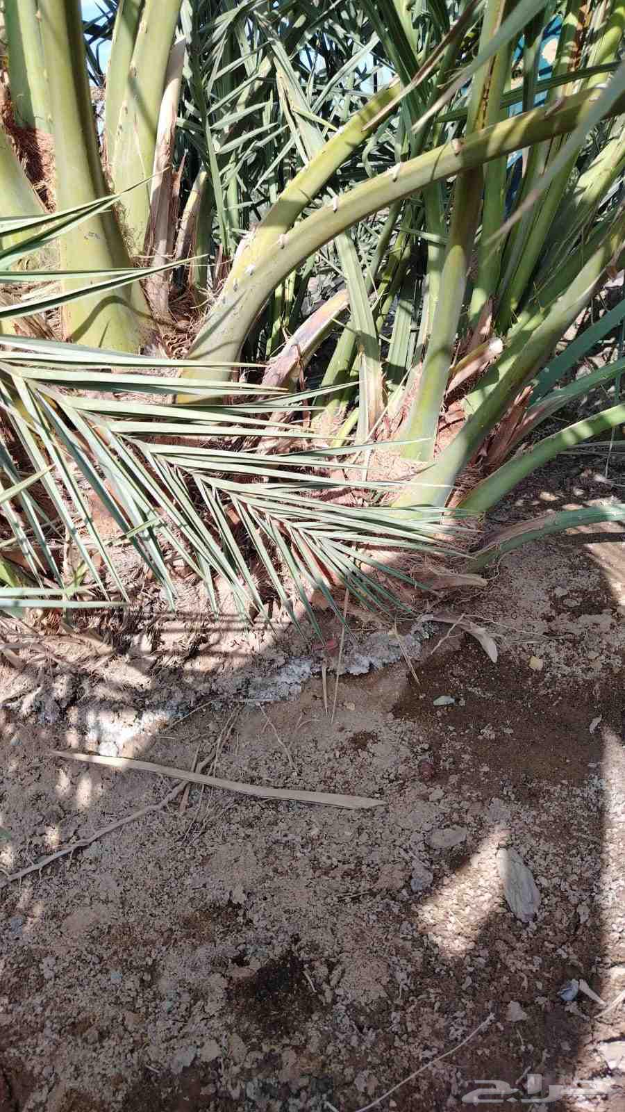 فسايل صفاوي وعنبره وروثانه وصقعي مجدول64462007679107112