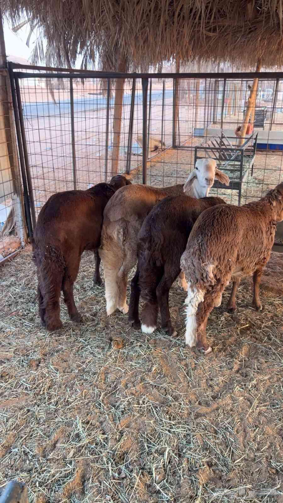 Suwakan64464351199491111