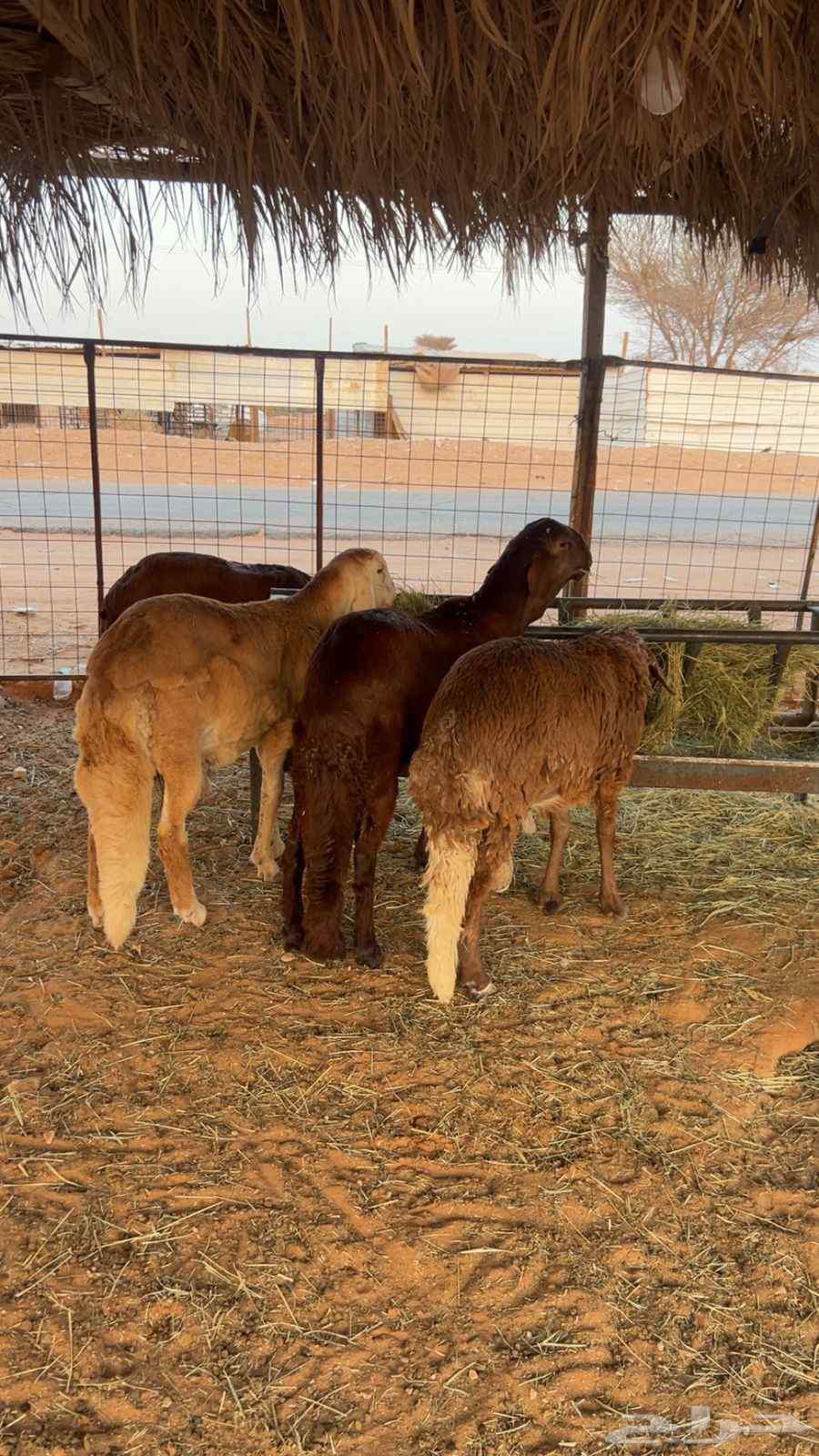 Suwakan64464351199491110