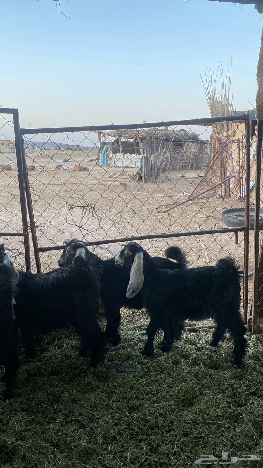 تيسين و3 جفرات للبيع64459822038147112