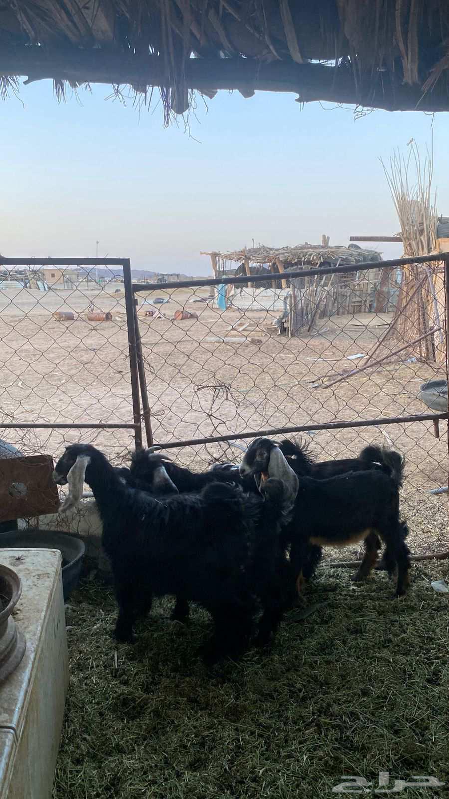 تيسين و3 جفرات للبيع64459822038147110