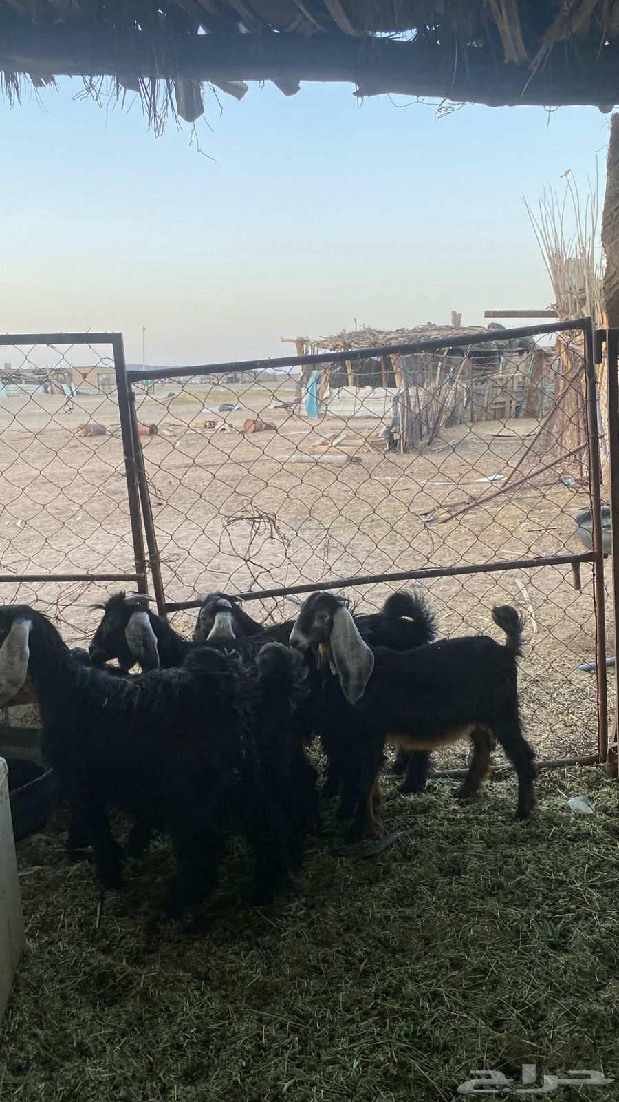 تيسين و3 جفرات للبيع64459822038147111