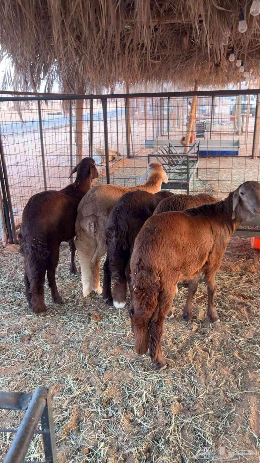 Suwakan64464351199491112