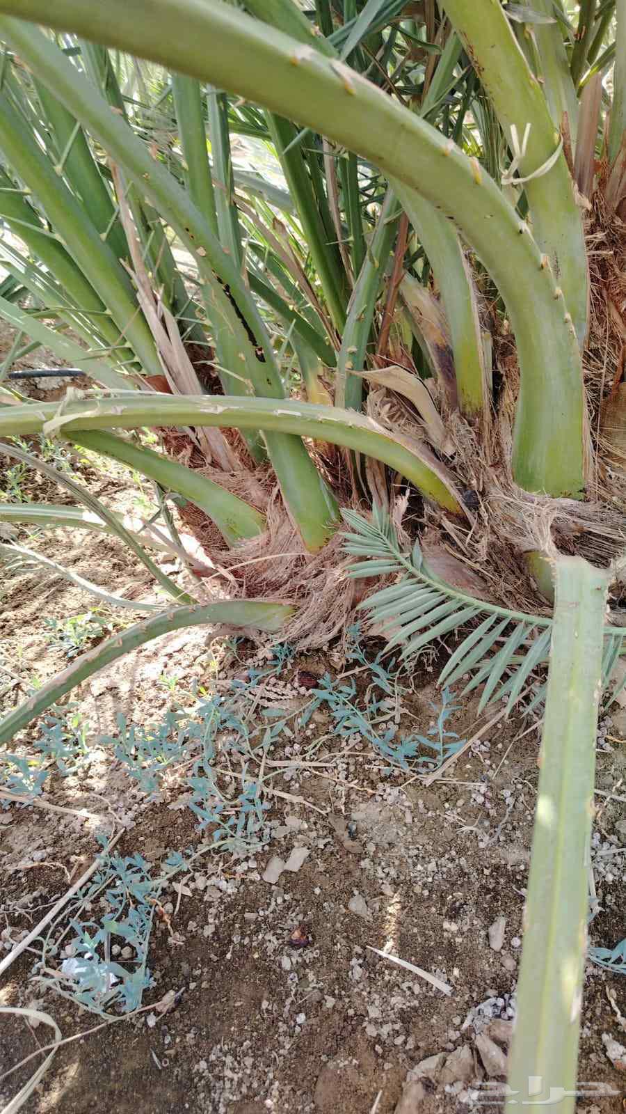 فسايل صفاوي وعنبره وروثانه وصقعي مجدول64462007679107111