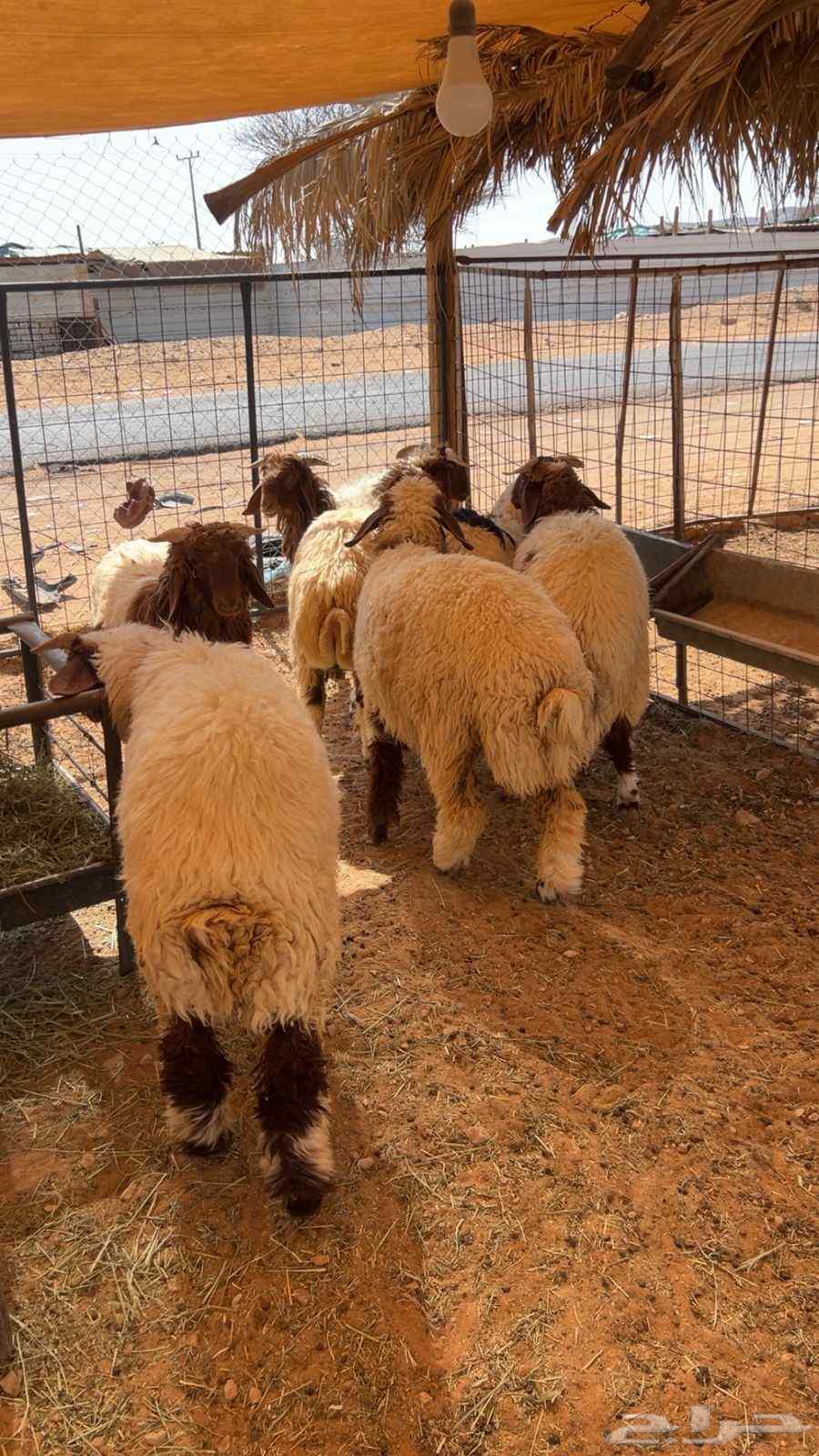 Suwakan64464351199491114