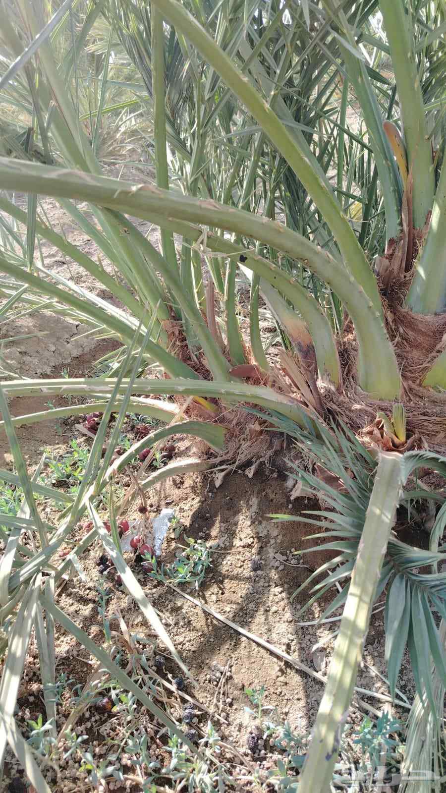 فسايل صفاوي وعنبره وروثانه وصقعي مجدول64462007679107110