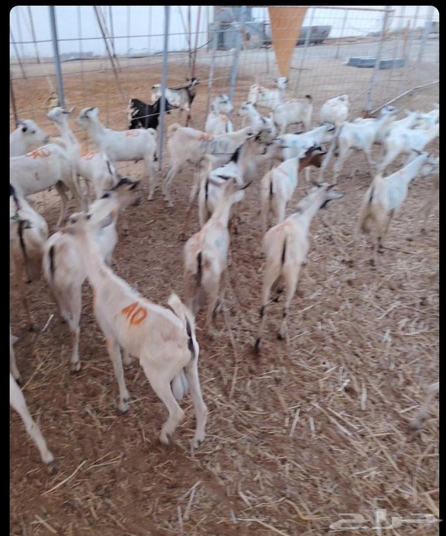 طليان بربري وتيوس جذعان السعر 50064457991722883113