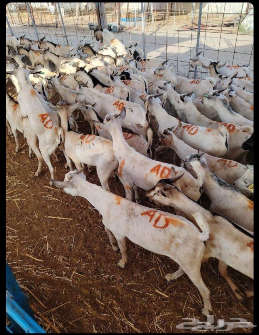 طليان بربري وتيوس جذعان السعر 50064457991722883110